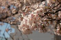 写真：桜