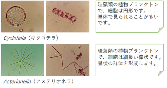 淀川で見られる植物プランクトン